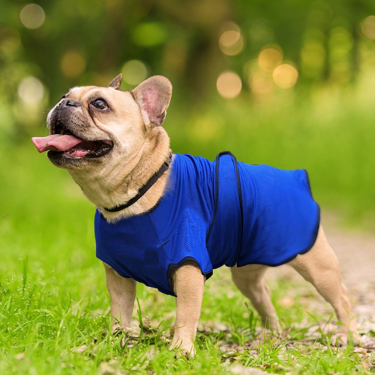 immagine-1-easycomfort-easycomfort-pettorina-per-cani-di-taglia-piccola-in-microfibra-traspirante-blu-ean-8054111840866-jpg